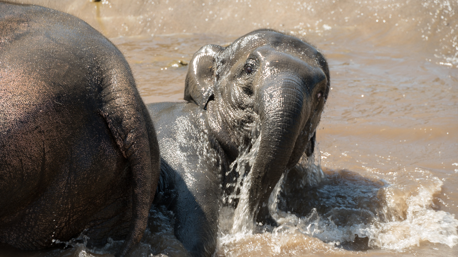 Watch Young elephants enjoy mud bath at Oregon Zoo